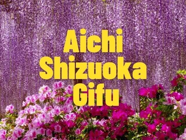 hoa tử đằng Aichi Gifu Shizuoka