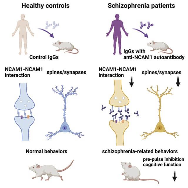 NCAM1