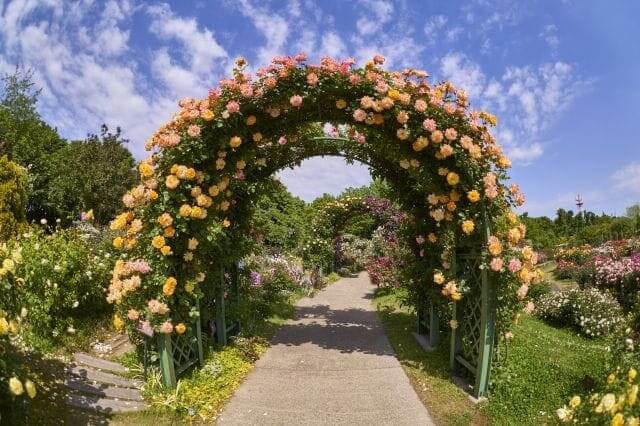 Keisei Rose Garden