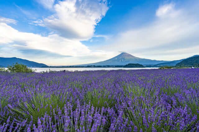 Công viên Oishi, Yamanashi