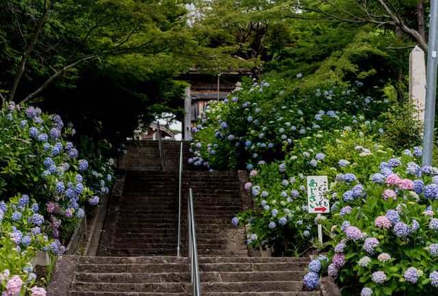 cẩm tú cầu kansai Chùa Chokeiji