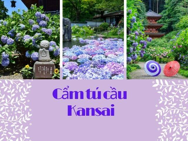 cẩm tú cầu kansai