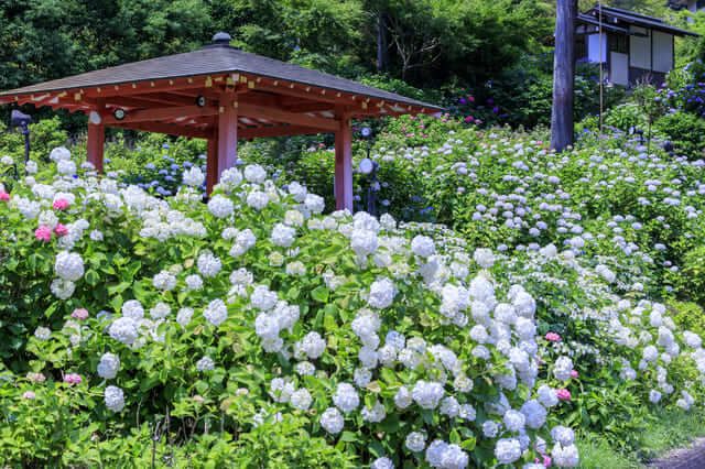 cẩm tú cầu kansai Chùa Mimuroto-ji