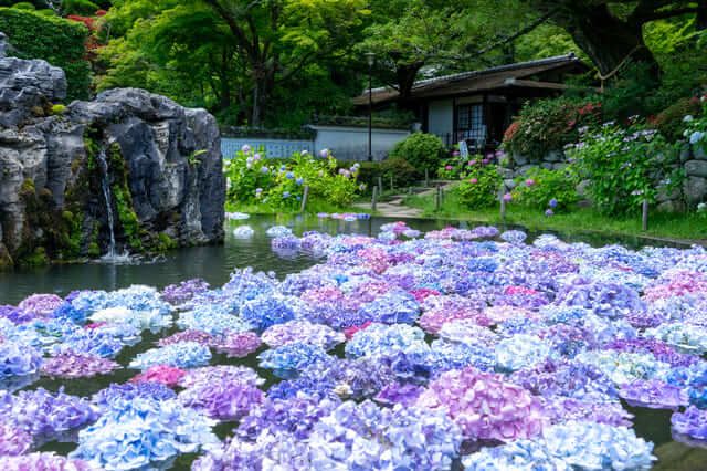 cẩm tú cầu kansai Chùa Kyuanji