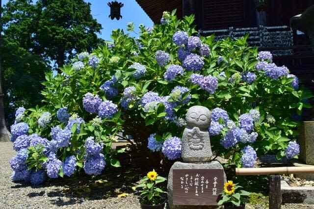 cẩm tú cầu kansai Chùa Tanshu Kannonji