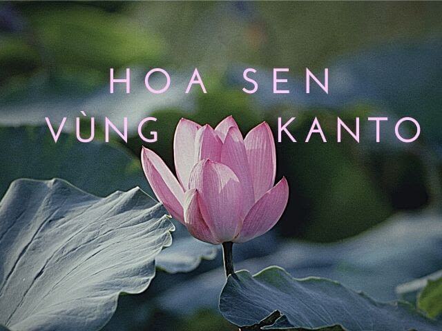 hoa sen Kanto