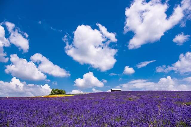 kannofamu Hokkaido hoa oải hương