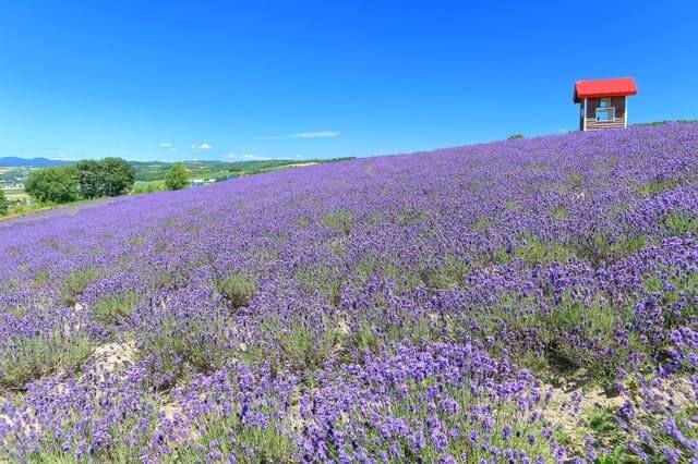 Hokkaido hoa oải hương