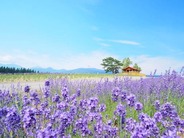 Hokkaido hoa oải hương