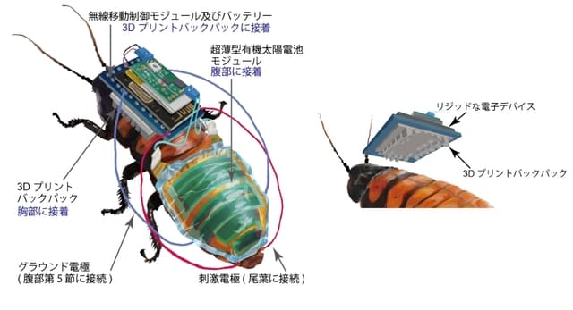 cyborg insects côn trùng cơ khí hoá