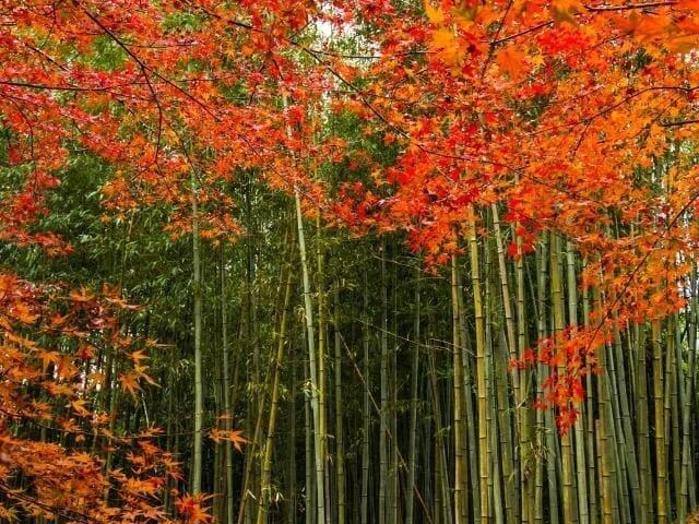 Arashiyama