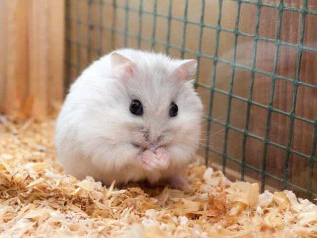 hamster 