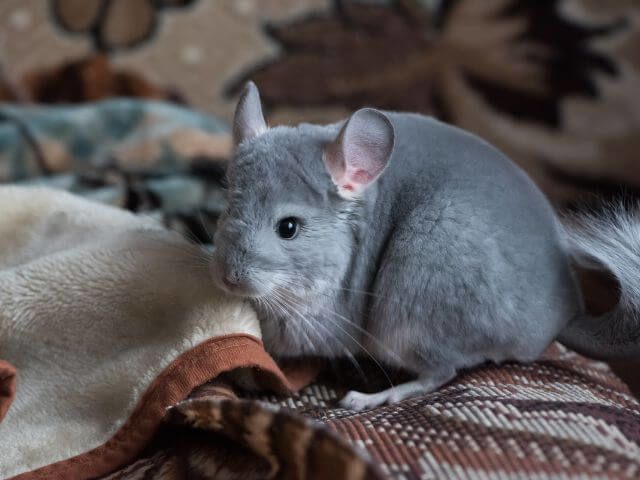 Chinchilla sóc sin sin 