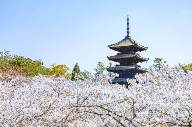 12 điểm ngắm hoa anh đào ở Kyoto năm 2024｜Kênh du lịch LocoBee