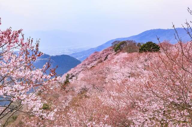 Yaoyorozu Kami no Goten, Tokushima