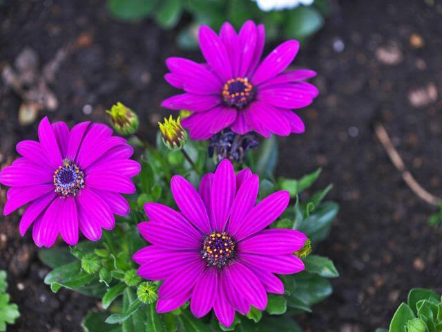 Osteospermum