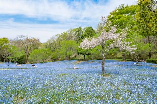 Gifu Flower Rose Garden