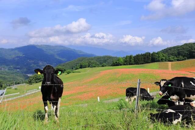 Chichibu Kogen Ranch