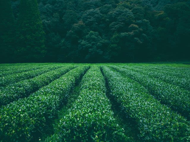 matcha trà xanh Nhật Bản