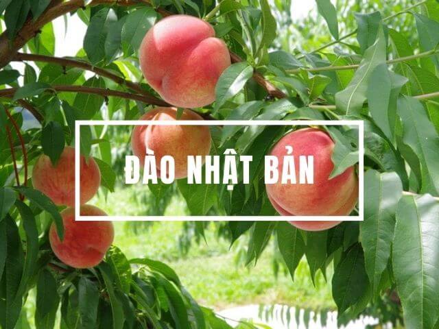 đào momo nhật bản