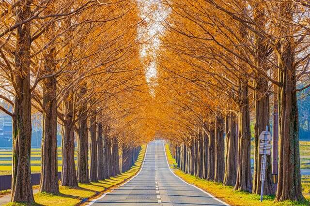 Metasequoia