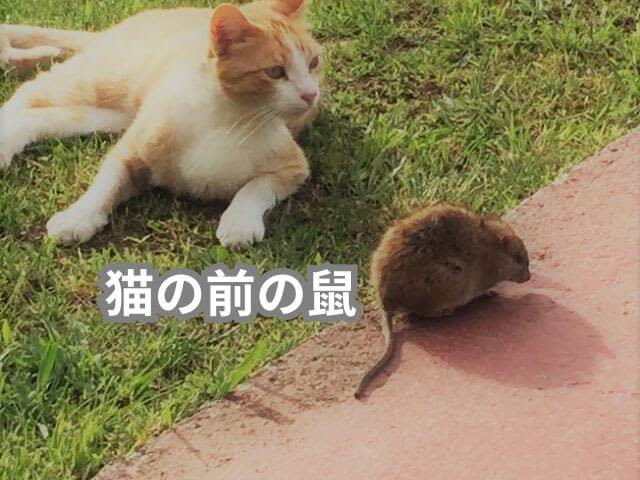 猫の前の鼠