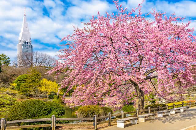 Shinjuku Gyoen