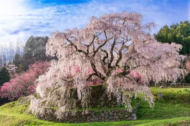 Matabei Sakura