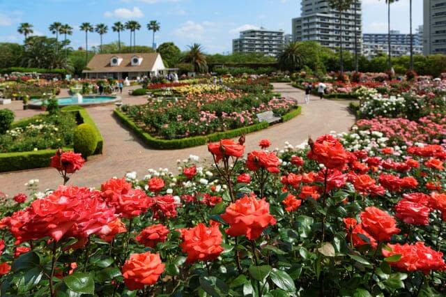 Yatsu Rose Garden