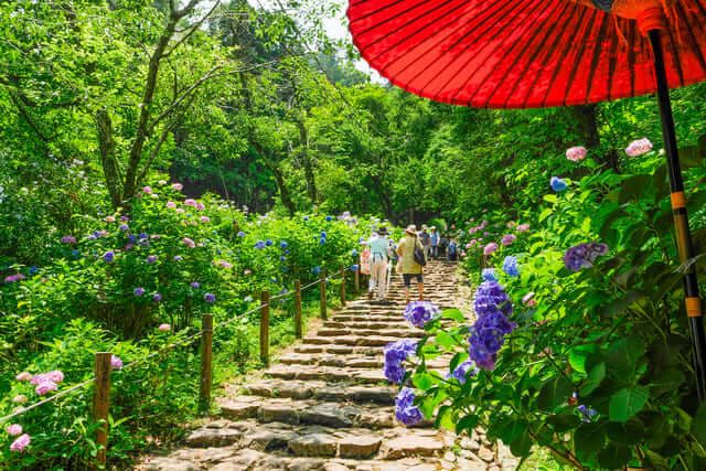 Đền Taiheizan (Tochigi) 太平山神社あじさい坂