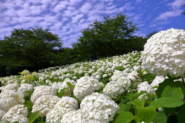 Công viên Gongendo/Satte Gongendo Sakura Tsutsumi (Saitama) 権現堂公園（幸手権現堂桜堤）