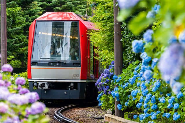 Tàu ngắm hoa cẩm tú cầu đường sắt Hakone Tozan (Kanagawa) 箱根登山鉄道 あじさい電車