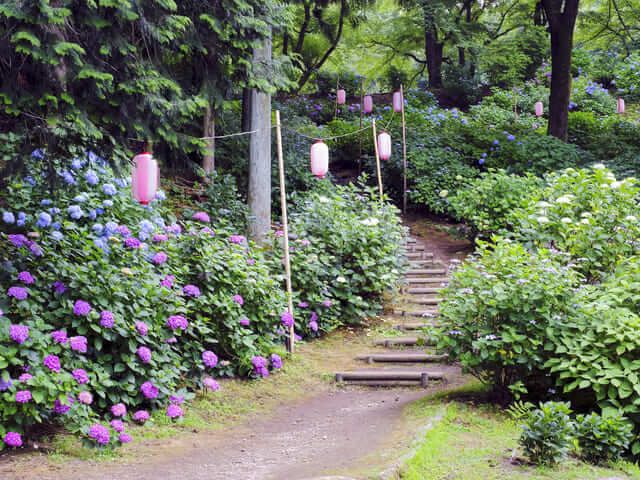 Công viên hoa cẩm tú cầu Onoike (Gunma) 小野池あじさい公園