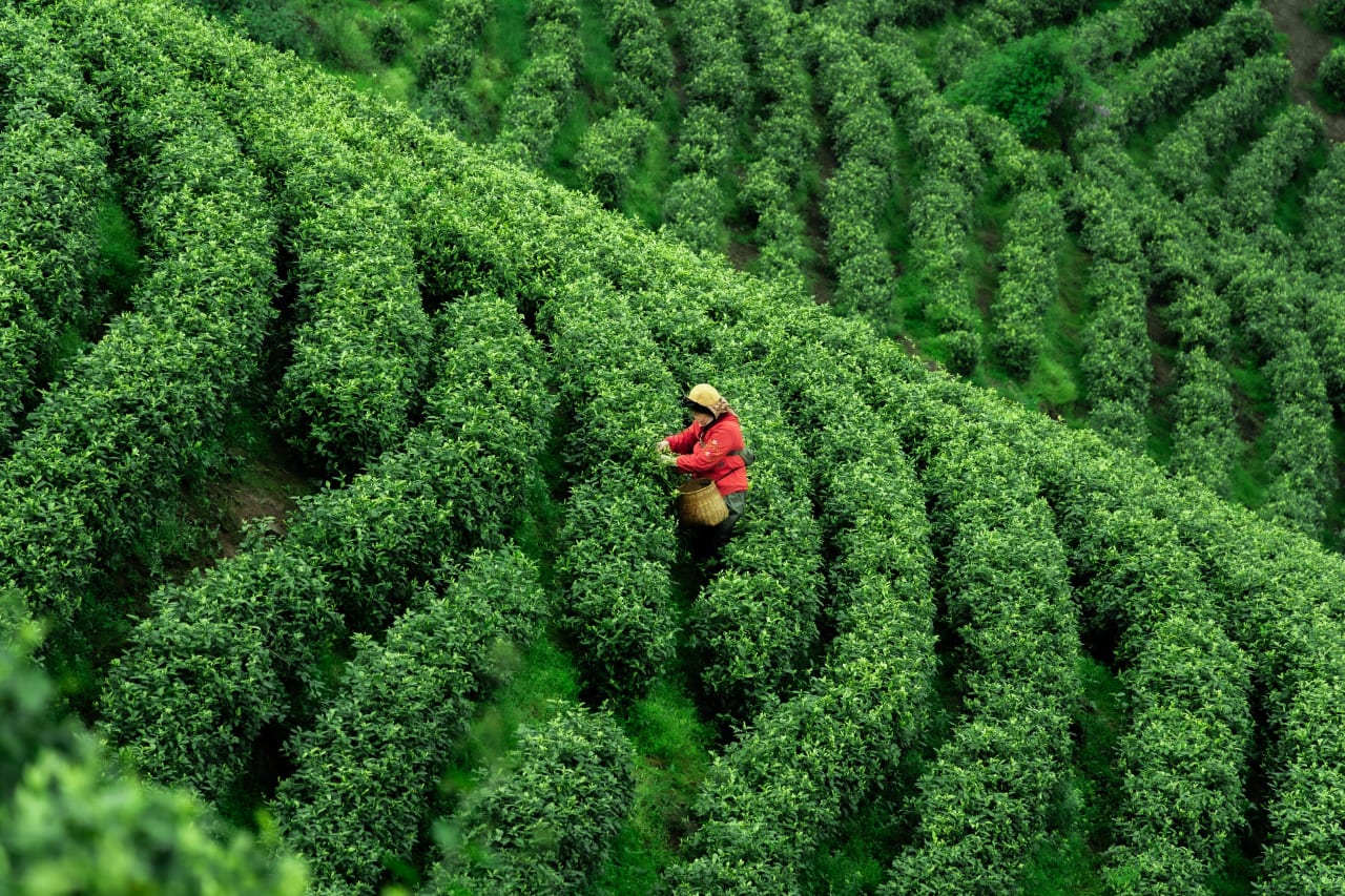 Tea gardens and the Brahmaputra valley near Tezpur