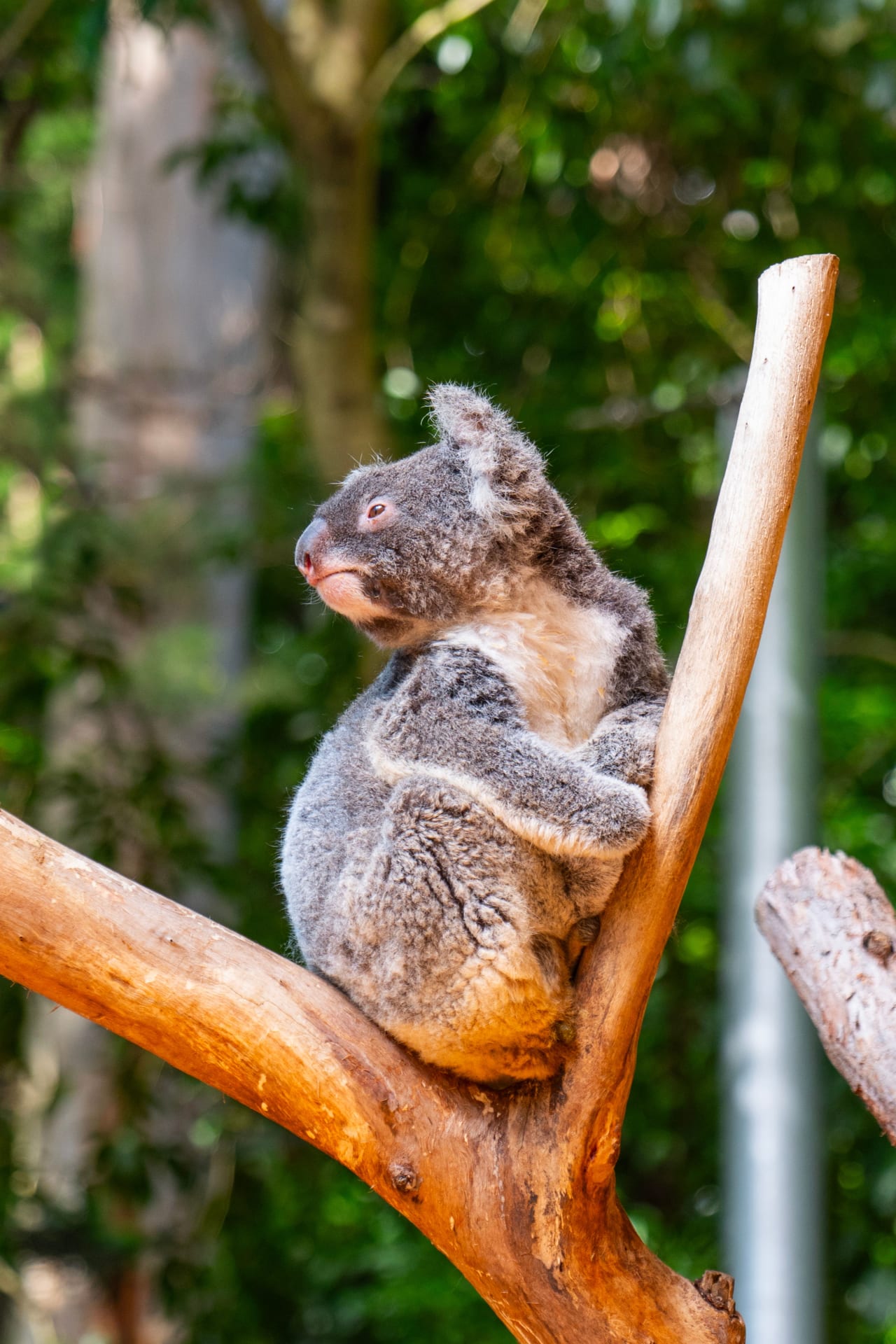 Gold Coast half-day city tour