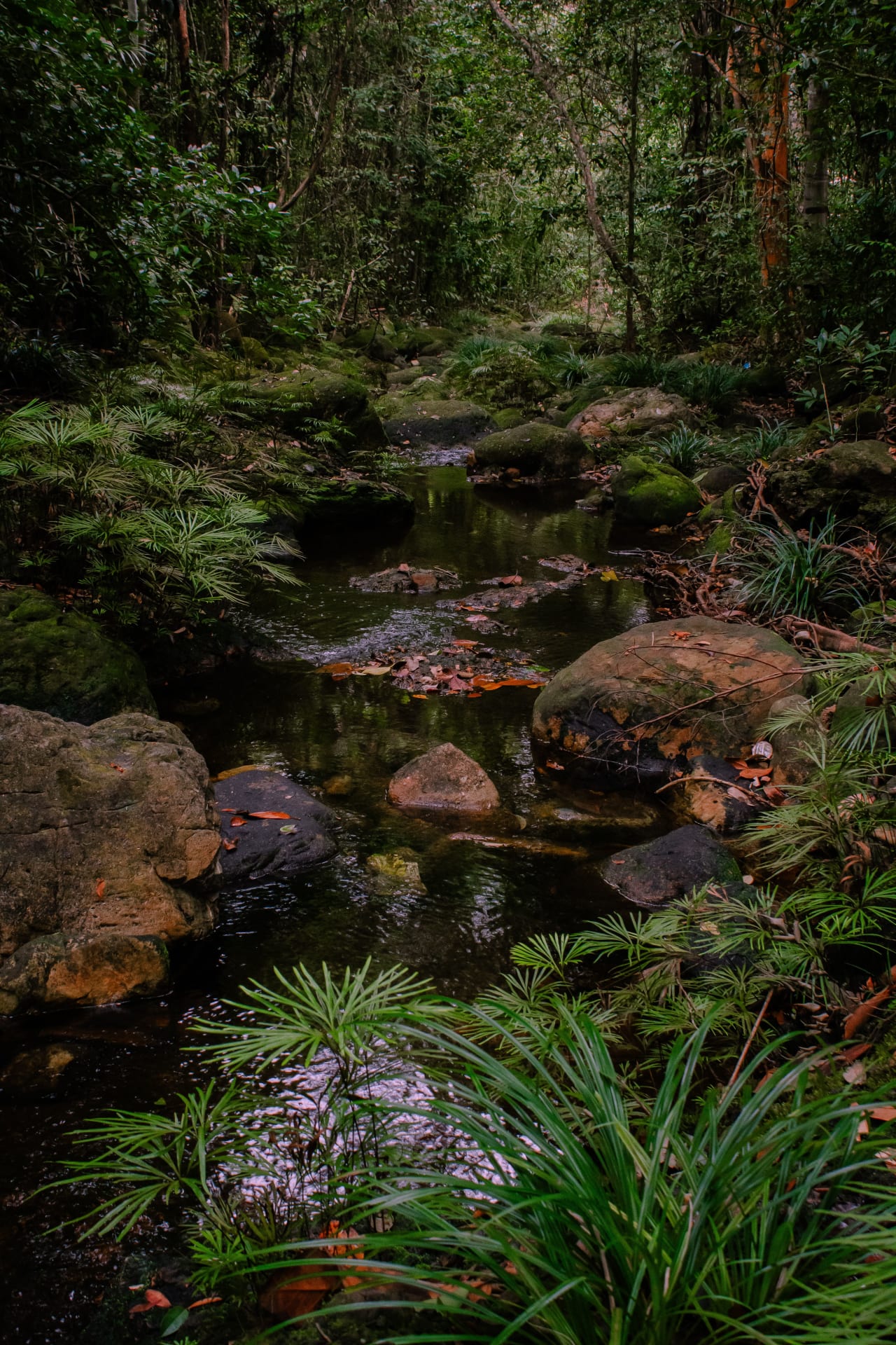 Kuranda village and rainforest