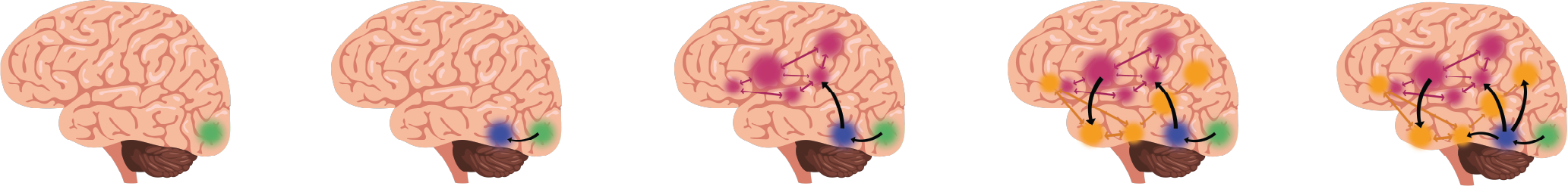 Sequence of steps your brain takes to create initial connections between visual images and sounds they represent.