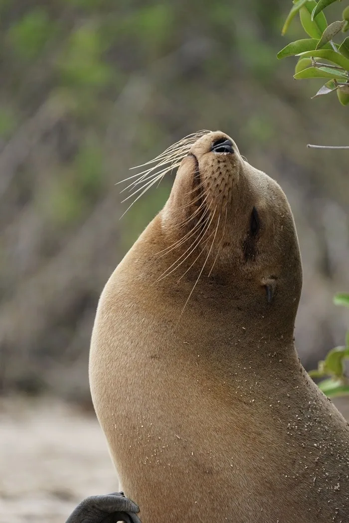 Zalophus wollebaeki, isla San Cristóbal