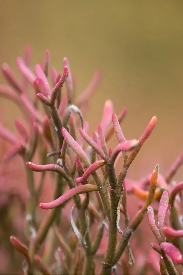 Sesuvium portulacastru, isla Floreana