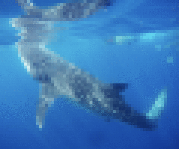 Swim with Whale Sharks