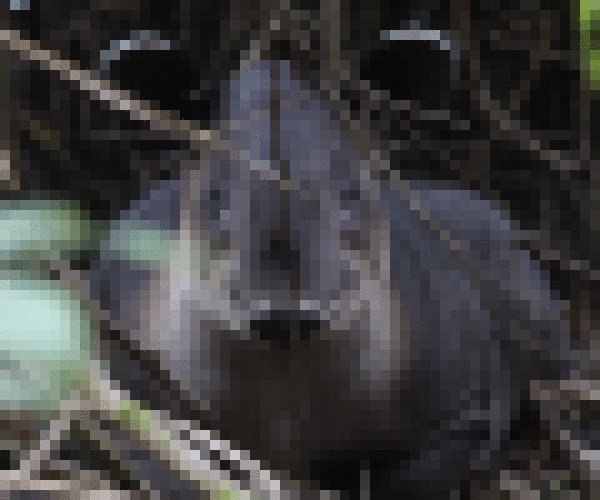 Boat in, Boat out! Corcovado Adventure and Sirena Station Overnight