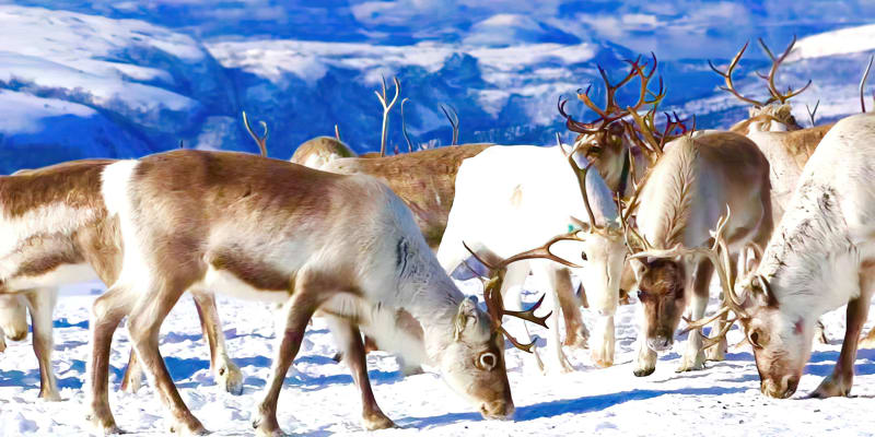 Explore the Arctic with Sami Reindeer Herders