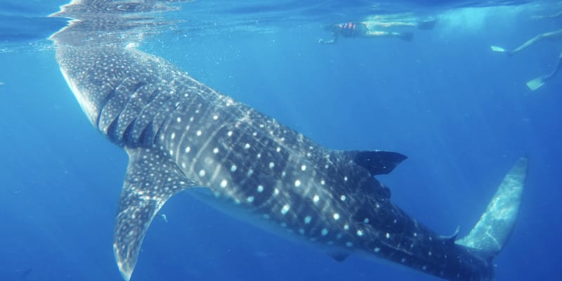 Swim with Whale Sharks