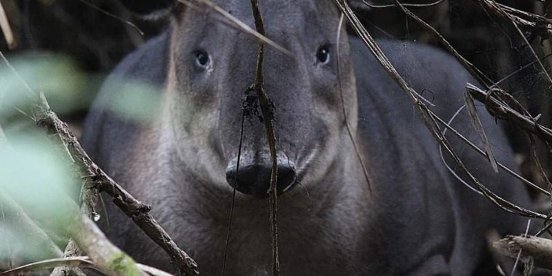 Boat in, Boat out! Corcovado Adventure and Sirena Station Overnight