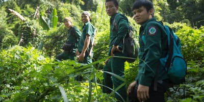 The Gibbon Experience