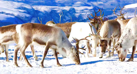 Explore the Arctic with Sami Reindeer Herders