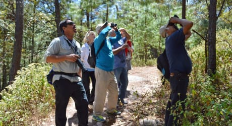 Birdwatching in Sierra Madre