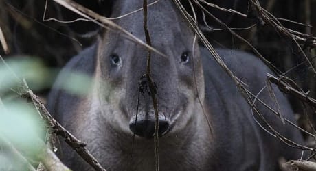 Boat in, Boat out! Corcovado Adventure and Sirena Station Overnight