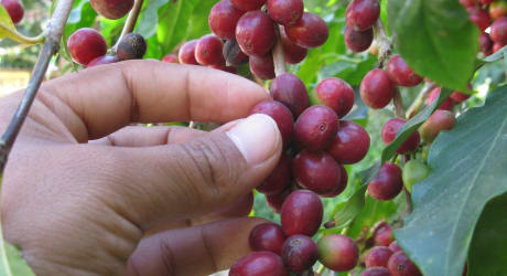 Coffee or Cacao Tour in Jungles of Cusco