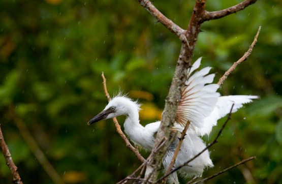 2.5% - The Osa Peninsula: A Documentary Film